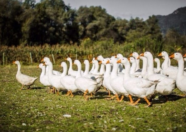 farrach_news_gaensemarsch