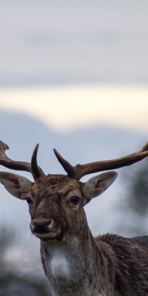 farrach_news_wilderer_brunch